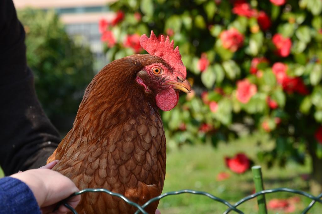 La Gallina Artogne Ngoại thất bức ảnh